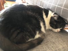 -海边的猫和咖啡馆
