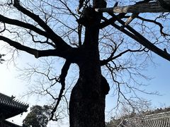 -潭柘寺景区