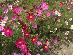 -稻城亚丁风景区-电瓶观光车售票处