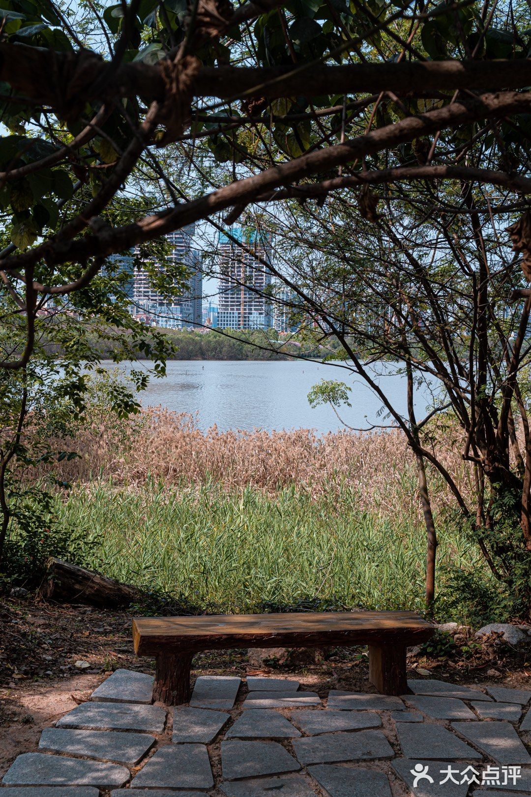 國家級溼地公園深圳華僑城溼地預約開放