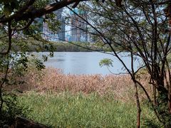 -华侨城湿地公园