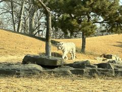 -北京野生动物园