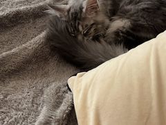 -十年猫舍·猫咪专门店(普陀店)