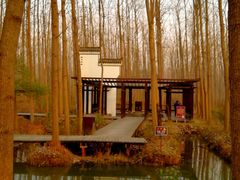 -合肥滨湖国家森林公园