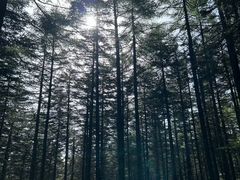 -芦芽山旅游度假区