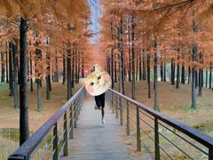 -上海海湾国家森林公园