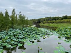 -同里国家湿地公园