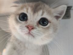 -东方名猫馆·英短金渐层布偶猫舍(环线广场1号楼店)