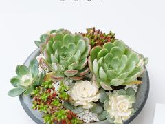 -弗劳尔花艺坊(龙涛店)