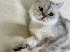 -豆逗聊愈猫阁Easy Life