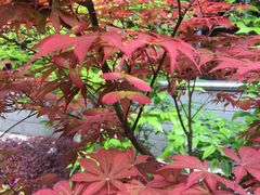 -宁波五龙潭景区