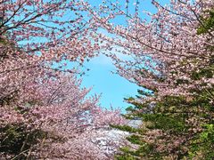 -北海道神宫