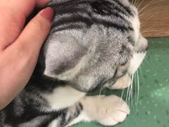 -藦茜花园宠物主题亲子互动体验馆(国顺东路店)