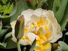 -洛阳郁金香牡丹园