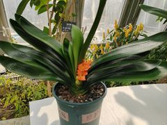 -北京植物园-展览温室