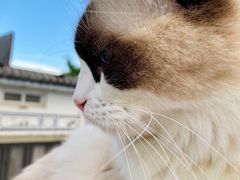 -喵屿·大理花园猫咖