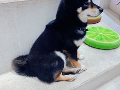 -柴务处·柴犬主题狗咖