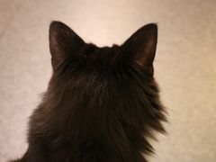 -猫色咖啡·猫咖