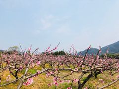 -新建村梅花