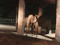 -清迈夜间动物园