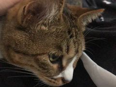 -屋虎猫馆(宝安大仟里店)