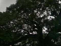 -新安江山水画廊风景区