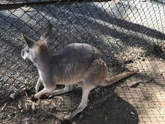-可伦宾野生动物保护区