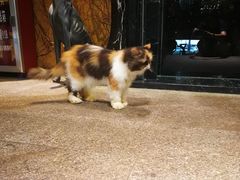 -more than meow吴止猫主题餐厅(承德 中船汇店)