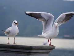 -海埂大坝