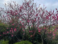 -桃花岛景观公园