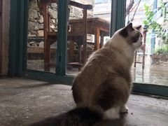 -喵屿·大理花园猫咖