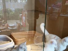 -悠尼宠物·独立低压伊珊娜洗护·美容·寄养(兰谷路店)