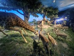 -国家自然博物馆