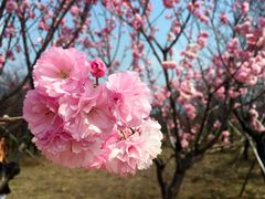 -天适樱花悠乐园