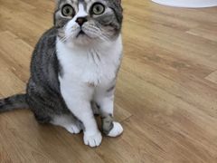 -猫冇咖·家门口的撸猫馆(大融城店)