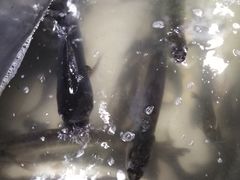 -笑红饭庄