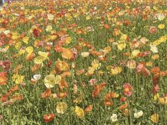 -名花谷生态庄园