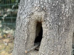 -上海佘山国家森林公园天马山园