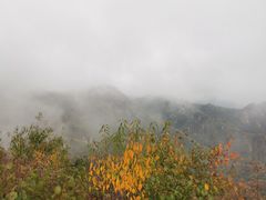-大岭沟猕猴桃谷风景区