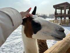 -鄂尔多斯野生动物园