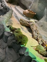 -Zoolung Zoolung动物主题公园(海信广场店)