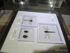 -上海昆虫博物馆