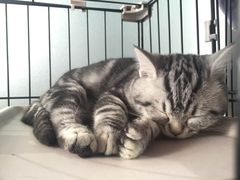 -1013 PET SHOP 宠物商店(近铁城市广场店)