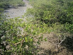 -北海金海湾红树林生态旅游区