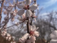 -桃花堤公园