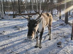 -北极村旅游风景区