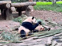 -都江堰中华大熊猫苑