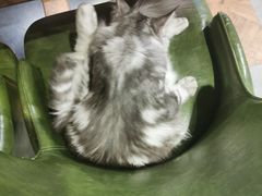 -猫小院猫主题餐厅(三里屯店)