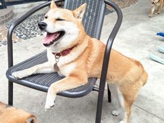 -柴犬高等学院·狗咖·柴犬售卖·宠物训练