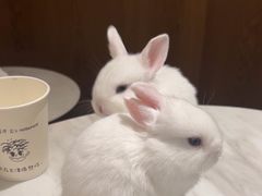 -大象厨房(重庆道店)